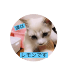 可愛いレモンスタンプ（個別スタンプ：13）