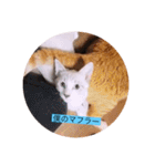 可愛いレモンスタンプ（個別スタンプ：18）