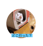 可愛いレモンスタンプ（個別スタンプ：21）