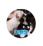 可愛いレモンスタンプ（個別スタンプ：26）