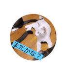 可愛いレモンスタンプ（個別スタンプ：28）