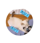 可愛いレモンスタンプ（個別スタンプ：29）