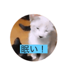 可愛いレモンスタンプ（個別スタンプ：32）