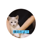 可愛いレモンスタンプ（個別スタンプ：34）