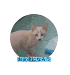 可愛いレモンスタンプ（個別スタンプ：35）