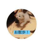 可愛いレモンスタンプ（個別スタンプ：36）