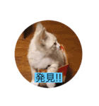 可愛いレモンスタンプ（個別スタンプ：37）