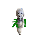 クーーーーピーー（個別スタンプ：1）