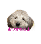 クーーーーピーー（個別スタンプ：4）
