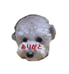 クーーーーピーー（個別スタンプ：6）