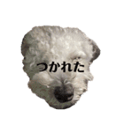 クーーーーピーー（個別スタンプ：7）