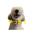 クーーーーピーー（個別スタンプ：12）