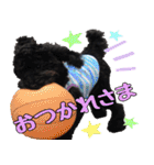 トイプードル くろぷーのましゅくん（個別スタンプ：4）