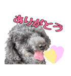 トイプードル くろぷーのましゅくん（個別スタンプ：12）