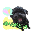 トイプードル くろぷーのましゅくん（個別スタンプ：13）