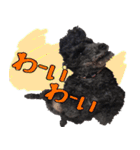 トイプードル くろぷーのましゅくん（個別スタンプ：28）