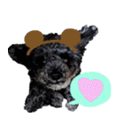 トイプードル くろぷーのましゅくん（個別スタンプ：38）
