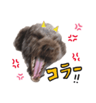 azu brown poodle（個別スタンプ：13）