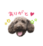 azu brown poodle（個別スタンプ：15）