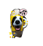 ぼぉだぁ（個別スタンプ：1）