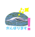海。空撮スタンプ④（個別スタンプ：11）