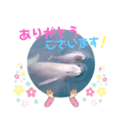 海。空撮スタンプ④（個別スタンプ：13）