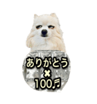 敬語でか文字毎日かわいいチワワ（個別スタンプ：12）