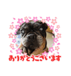 わんず✩（個別スタンプ：1）