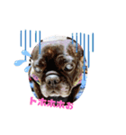 わんず✩（個別スタンプ：3）