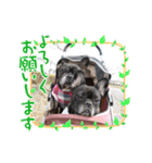 わんず✩（個別スタンプ：4）