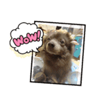 わんず✩（個別スタンプ：10）