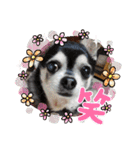 わんず✩（個別スタンプ：11）