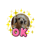 わんず✩（個別スタンプ：14）