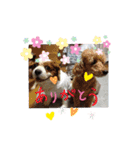 わんず✩（個別スタンプ：16）