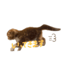 我が家の茶々丸゛第1弾゛（個別スタンプ：6）