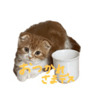 我が家の茶々丸゛第1弾゛（個別スタンプ：15）