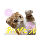 我が家の茶々丸゛第1弾゛（個別スタンプ：35）