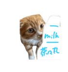 我が家の茶々丸゛第1弾゛（個別スタンプ：36）