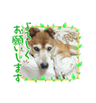 あうちゃん敬語ver（個別スタンプ：4）