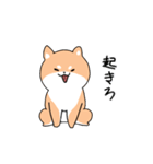 世界壱柴犬（個別スタンプ：9）