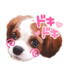 キャバリア★アオ（個別スタンプ：7）