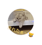 小喬のつぶやきvo1（個別スタンプ：1）