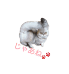 小喬のつぶやきvo1（個別スタンプ：14）