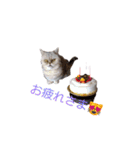 小喬のつぶやきvo1（個別スタンプ：15）