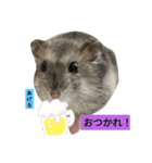 ジャンガリアンハムスターのはなちゃん（個別スタンプ：7）