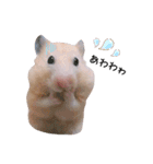 キンクマハムスターのおみそくん②（個別スタンプ：2）