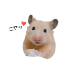 キンクマハムスターのおみそくん②（個別スタンプ：3）
