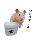 キンクマハムスターのおみそくん②（個別スタンプ：7）