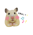 キンクマハムスターのおみそくん②（個別スタンプ：11）