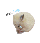 キンクマハムスターのおみそくん②（個別スタンプ：12）